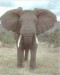sloni.jpg